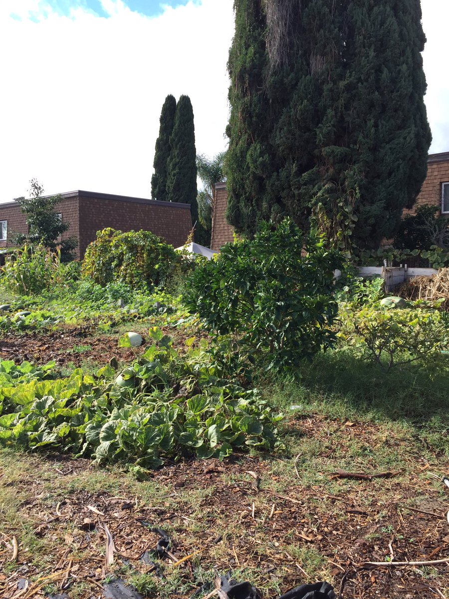 rbvtrees's tweet image. Parents below the poverty line can send their child to this free preschool with organic food! We were happy to help garden for the kids😊🌿