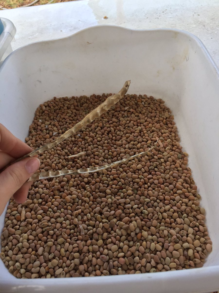 rbvtrees's tweet image. Parents below the poverty line can send their child to this free preschool with organic food! We were happy to help garden for the kids😊🌿