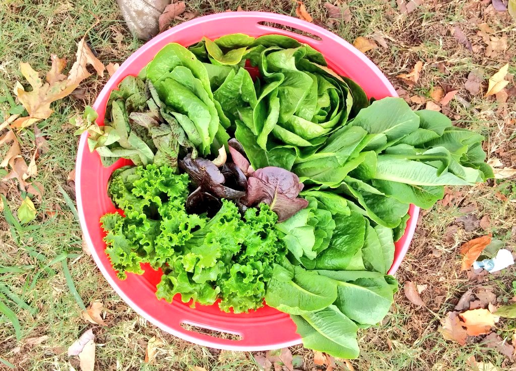 bulldoggarden's tweet photo. Our lettuce is just beautiful this Fall!
#schoolgarden #saladtakeover
@OKCHarvest https://t.co/c2onVePOfD
