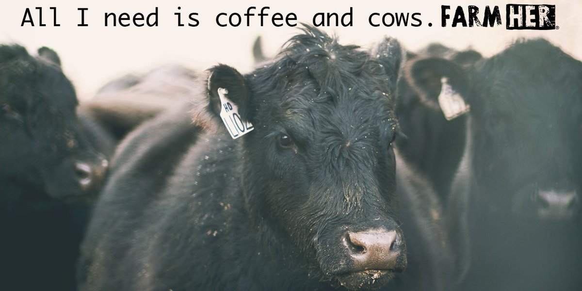 IAmFarmHer's tweet photo. Cows and coffee make Monday better. Have a great week #FarmHer! https://t.co/Vc3osokZ8U