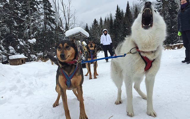 ExperienceLife's tweet photo. In our December issue, @maggiefazeli shares how a dogsledding adventure offered her a chance to reconnect w/ nature. https://t.co/ixF1yNE7BK https://t.co/pEI58rC9vy