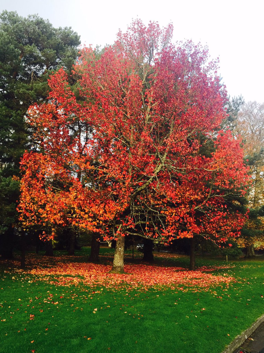 Autumn at Dartington Hall.. <a href="/Immysalcs/">Imogen Yeoman</a> <a href="/SalcombeUK/">Salcombe UK</a> <a href="/tannerbatesUK/">Tanner Bates</a> <a href="/HaroldPinchbeck/">Harold Pinchbeck</a> <a href="/OverhangDrinks/">Overhang Drinks</a>