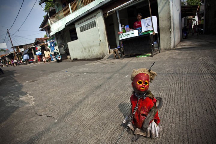 viralberg's tweet photo. What Was Happening to These Street #Monkeys in #Indonesia Will Break Your ... - https://t.co/JJN2a093Nd
#AnimalAbuse #AnimalWelfare https://t.co/WBbfMXfgn3