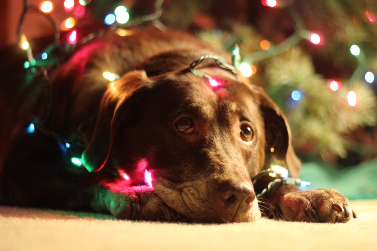 MattPankow's tweet photo. I told her there was still 33 days till Christmas, and this is how she reacted..... https://t.co/Kz4febu1Xi