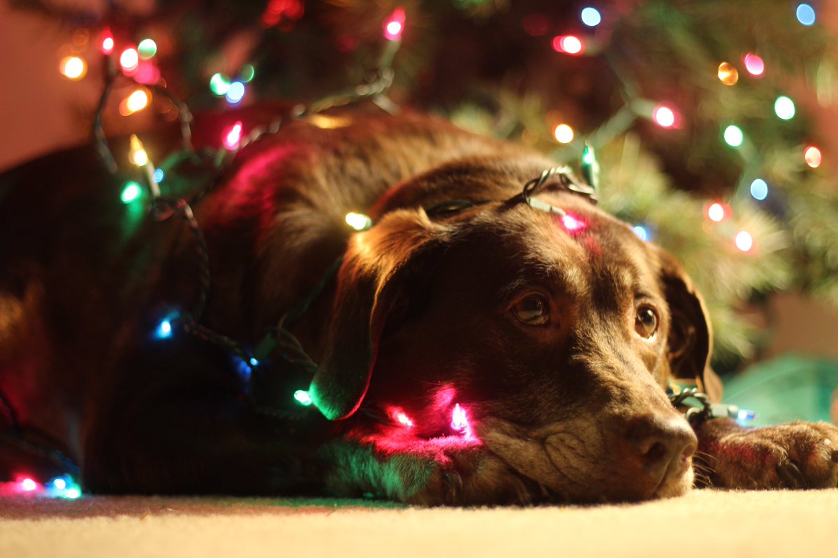MattPankow's tweet photo. I told her there was still 33 days till Christmas, and this is how she reacted..... https://t.co/Kz4febu1Xi