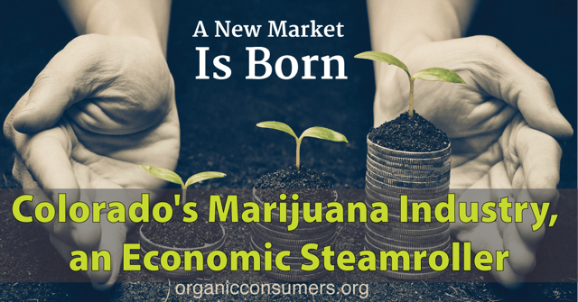 #Colorado cannabis industry has gone from bud to full flower, according to the #Marijuana Policy Group. orgcns.org/2eBLpGc <a href="/AlterNet/">AlterNet</a>