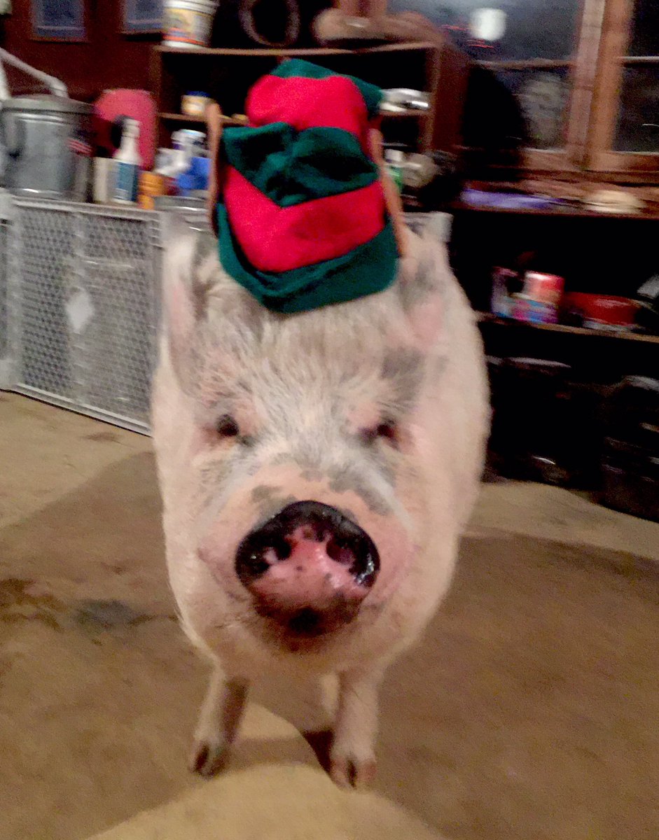 AmericasPig's tweet photo. I didn't want to try on my elf costume so I decided to run around wild so dad couldn't get a good picture of me #Vegan #Peace #love #Elf https://t.co/m7l5rBBiDT