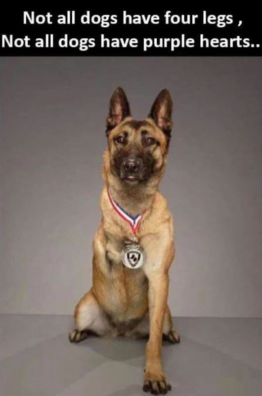 CarolGentrie's tweet photo. #USwardogs https://t.co/gThEQpACRH