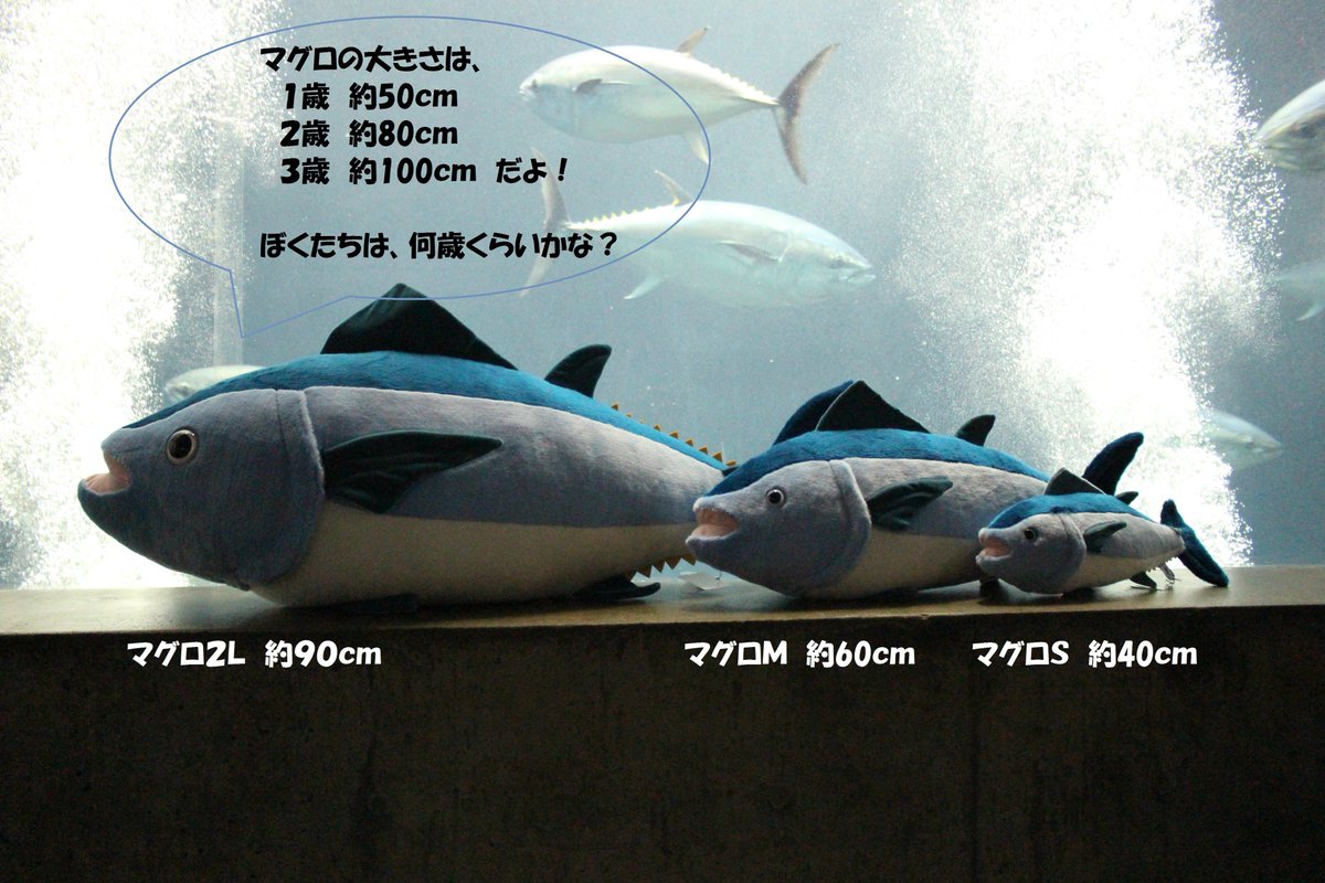 葛西臨海水族園 公式 じゃん マグロ2lサイズ 97 です なかなかの大きさでしょ 何歳くらいの大きさだと思う わっ 本物のマグロと目があっちゃった はん Tslp G 葛西臨海水族園 公式 じゃん マグロ2lサイズ 97 です なかなかの大きさでしょ 何歳くらいの大きさだと思う わっ 本物のマグロと目があっちゃった はん Tslp G
