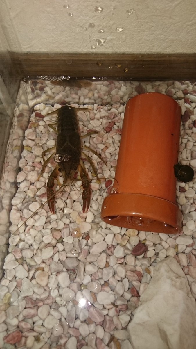 共食い ザリガニ アメリカザリガニの飼育！水槽・餌・水草・共食いなど飼い方のポイントについて。