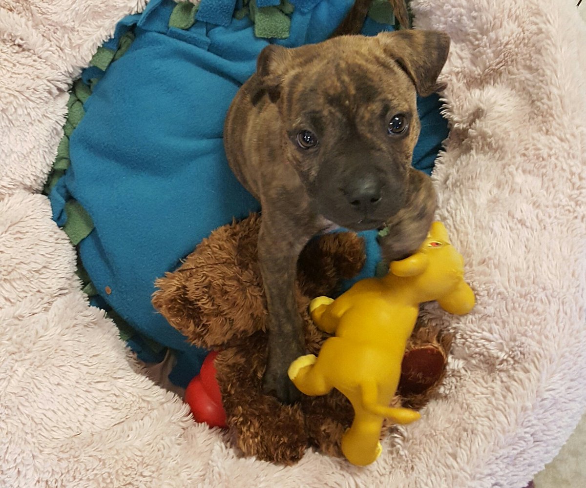 tvendange's tweet image. This guilty face is because she just did a poo in my office at @rspcaact again! #keepsmehumble