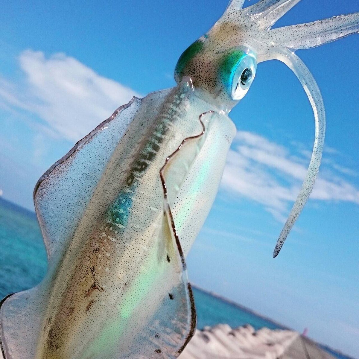 イカコン Na Twitteri 生きたイカ イカと言えば多くの方は死んで白くなったイカ を想像するのではないでしょうか 沖縄の青い海 白い雲を彷彿とさせるそのクリアな見た目は 釣ってこそ出会える至極のアートです イカは体色変化で仲間と会話をしていますよ