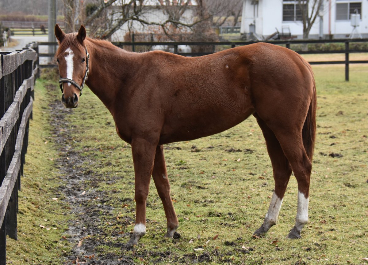 パカパカ工房 悲運の最期を遂げた 東海ダービー馬 エレーヌの半妹 カツゲキグロリア 父サムライハート は11 2のレースを最後に繁殖入り エレーヌの分までいいお母さんになって欲しい カツゲキキトキトが種付け権利 ダノンシャンティ トランセンド