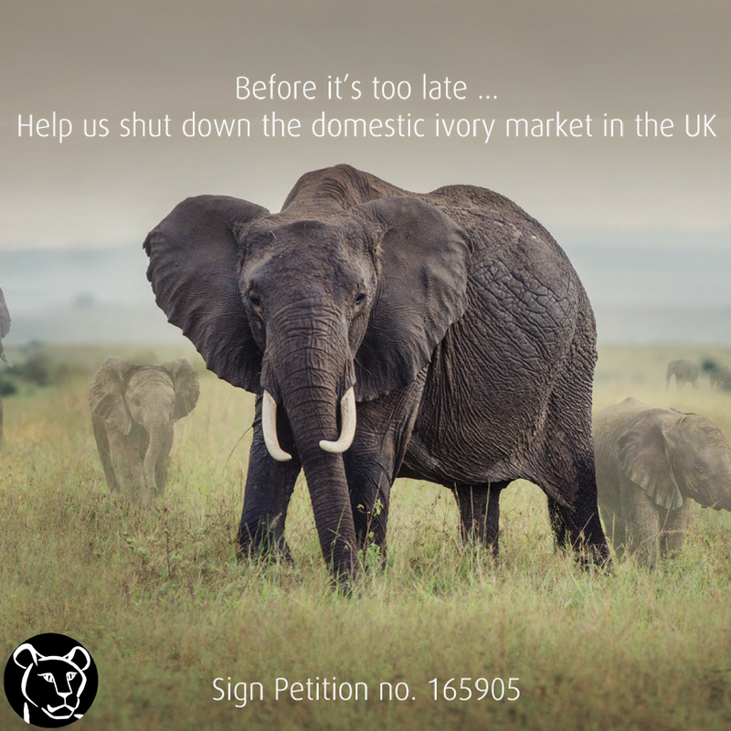 BornFreeFDN's tweet photo. Help shut down the domestic ivory market in the UK. Sign &amp; share this petition (UK citizens/residents only). Visit: https://t.co/4FFogHJeGp https://t.co/VseUVC1FPl