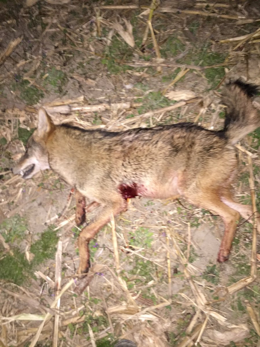 josht61's tweet photo. @FOXPROInc @DogginwithLevi North Carolina coyote with the foxpro https://t.co/TE5YIzBJMr