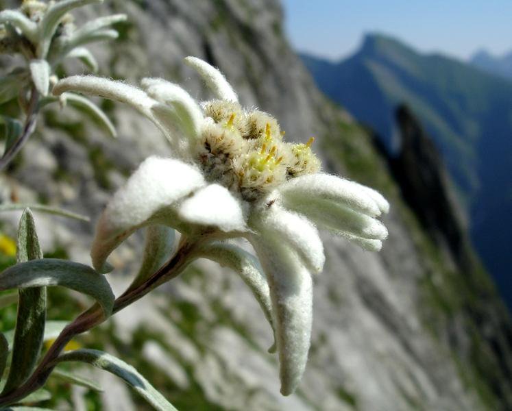 世界の花一覧 厳選 على تويتر エーデルワイス ヨーロッパアルプスに咲く花 エーデルワイスの名前は ドイツ語で高貴を意味する エーデル と白を意味する ヴァイス を合わせたもの 花言葉は 大切な思い出 花