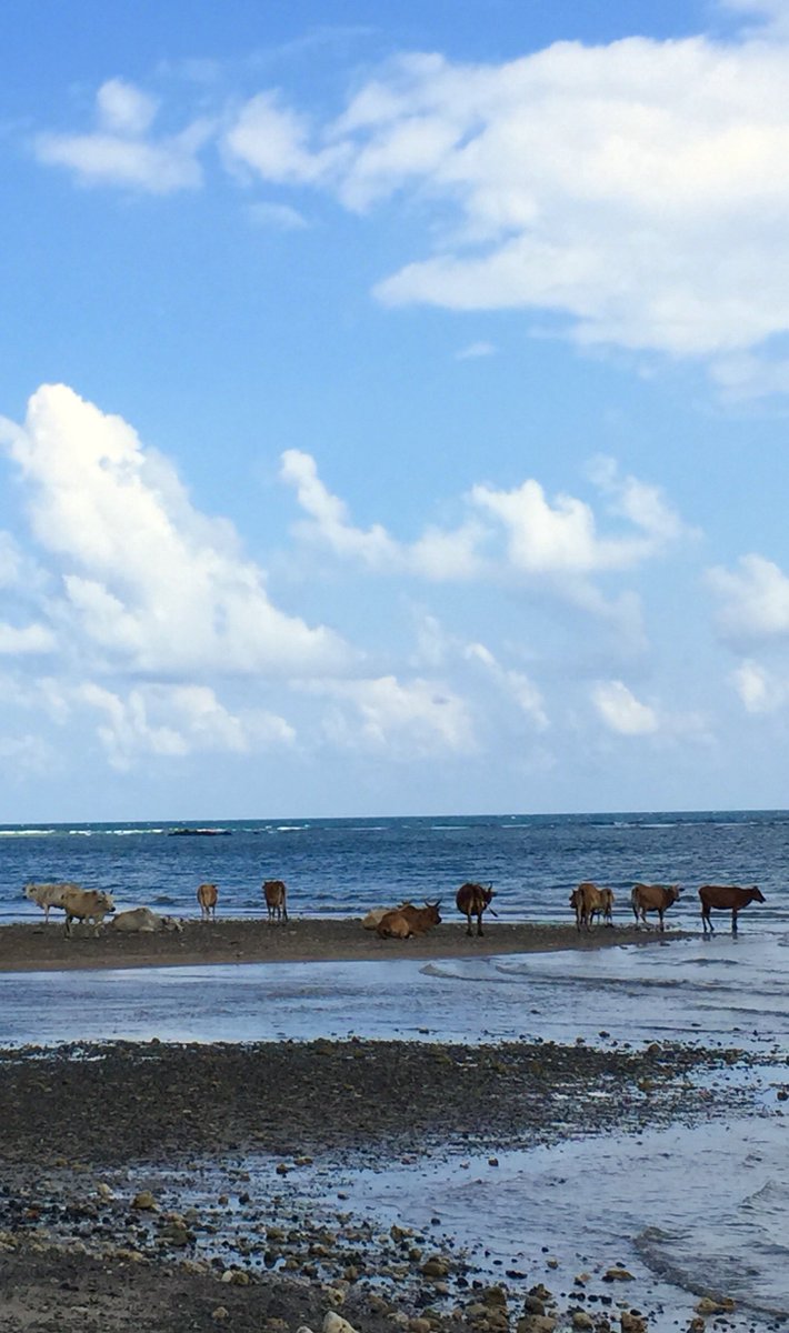 The #Andamans have a funny bunch of cows that chill at the beach everyday of their silly beautiful lives! #thesaltroute #funnytravels