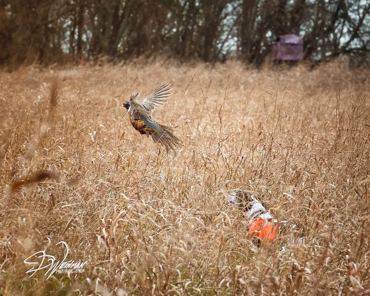 Weinman_photos's tweet photo. This is how I spent my Monday😝Hunting in Kansas #phaesant #hunting #germanshorthairedpointer #lonepinegamepreserve #jaredweinmanphotography https://t.co/UAWdzgwjXx