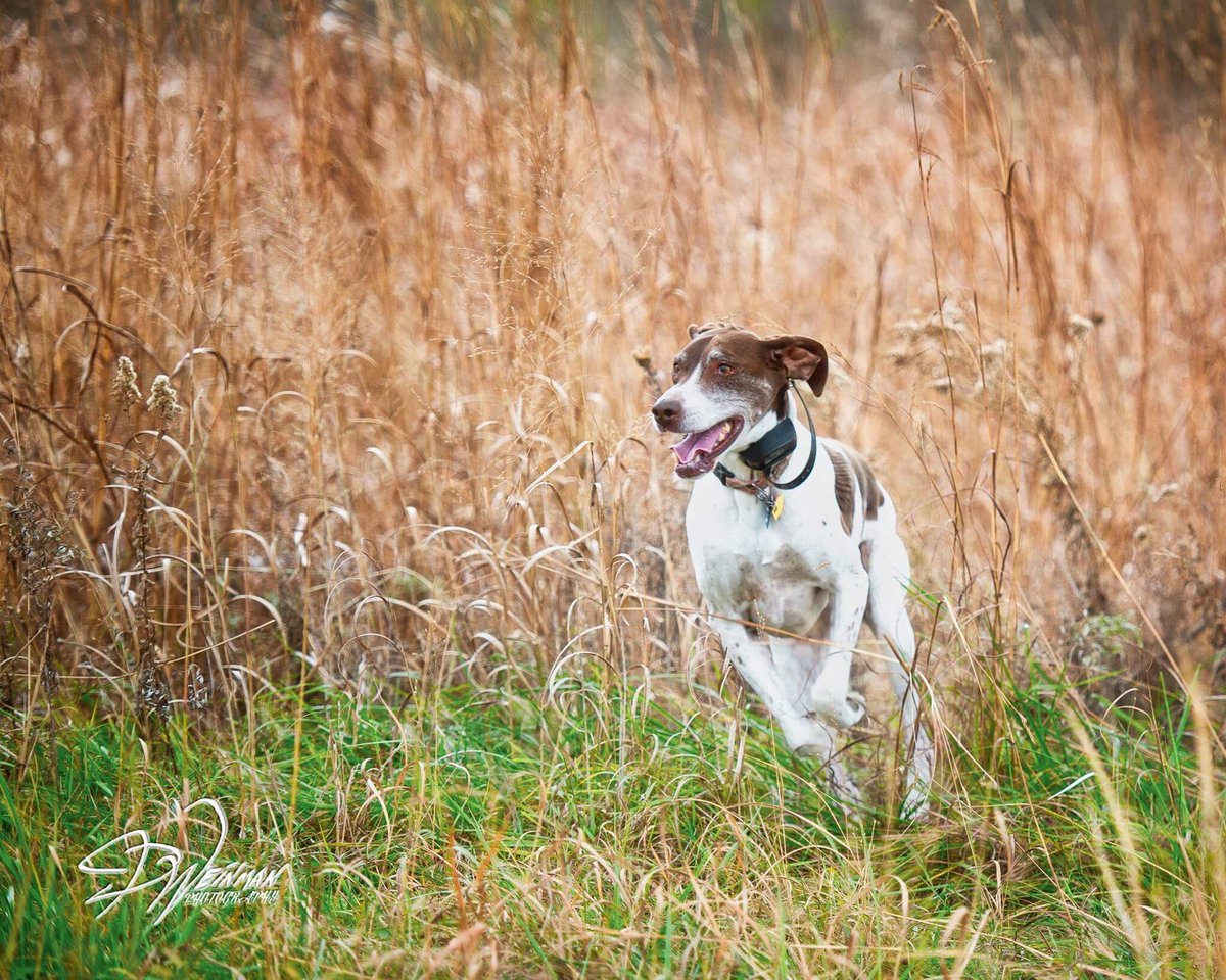 Weinman_photos's tweet photo. This is how I spent my Monday😝Hunting in Kansas #phaesant #hunting #germanshorthairedpointer #lonepinegamepreserve #jaredweinmanphotography https://t.co/UAWdzgwjXx