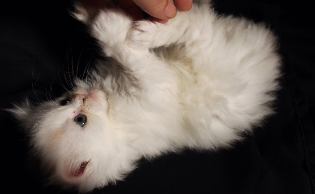 *jeddah cats hotel* (JeddahCatshotel) Twitter