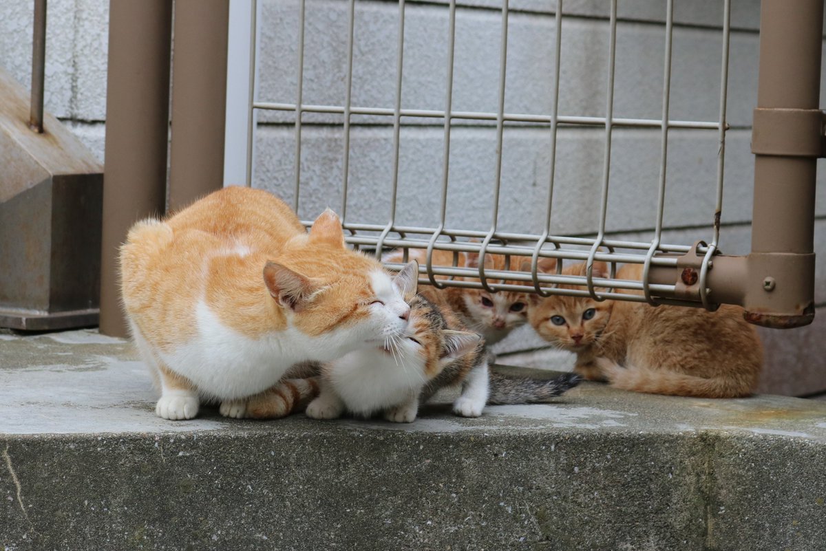 aoshima_cat's tweet photo. 青島では行政や島の人が一体になって、猫の数が増えすぎないよう努力しています。
今までに３６匹のネス猫の避妊手術が行われました。
今年の年末にはオスメス問わず３０匹の猫の避妊手術と去勢手術が実施されます。避妊手術を終えた猫は”さくら耳”になっています。 https://t.co/L3dt6znVrW