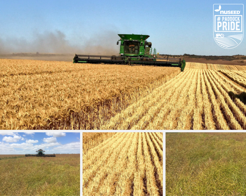 NufarmSeedsAU's tweet image. How's your #crop looking this #harvest16? Share your #paddockpride  to win $5000 of seed! T&amp;amp;C's: bit.ly/2bWt0Wh #agchatoz #ozag