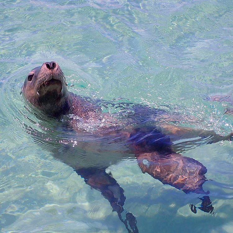 WestAustralia's tweet image. You can spot sea lions all year round @ExperiencePerth but this pup was feeling extra social @rockinghamwild recently! #justanotherdayinWA