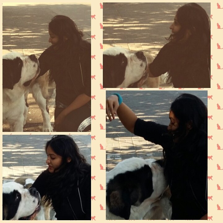 KSiddhiwala's tweet photo. When a pet recognise you and hugs you it is most beautiful feeling ever😄
#saint2 #petlover #cozytime #hug #doglovers https://t.co/dqPJJsA0PB