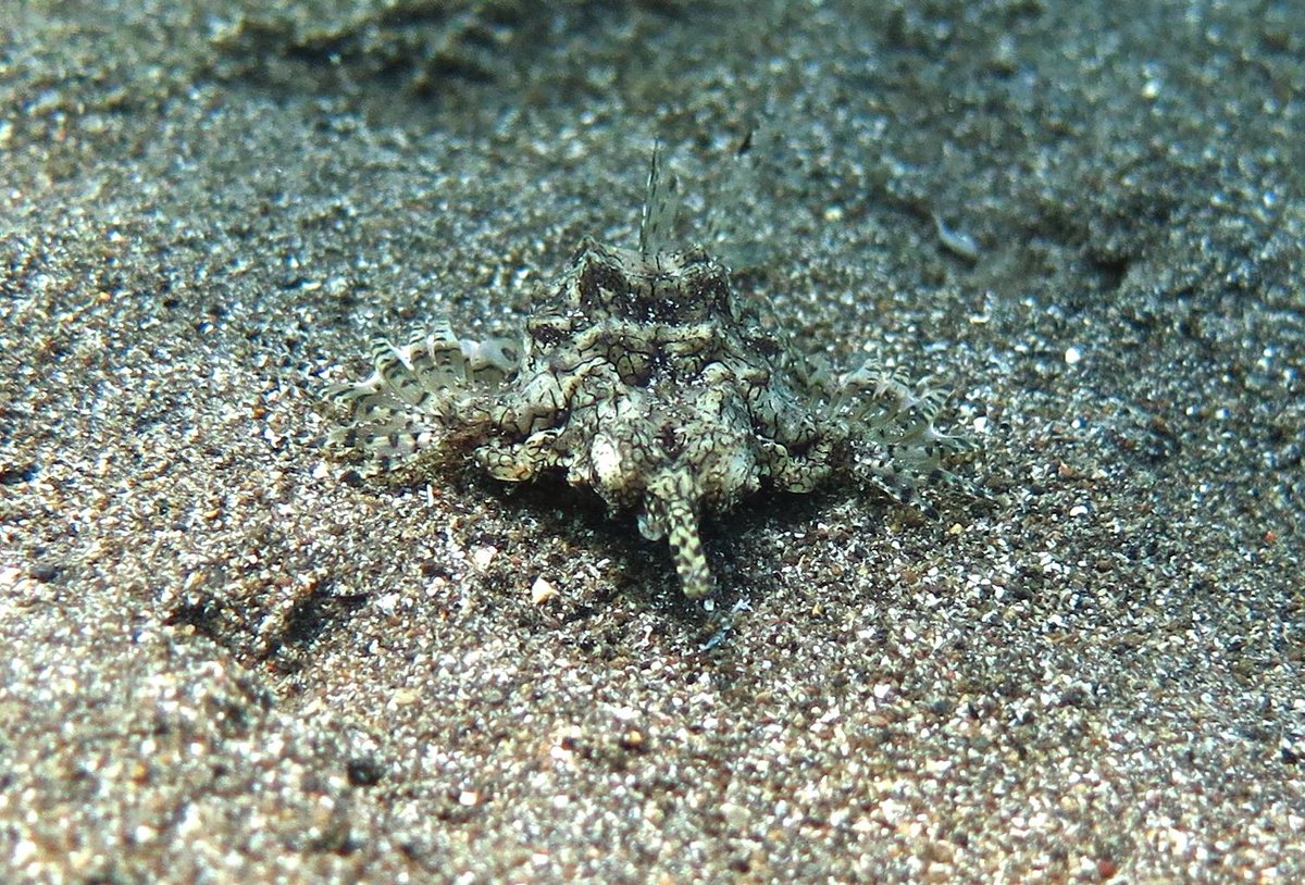 AbyssCenter's tweet photo. Meet the #seamoth ! Amazing #encounter in #Amed, #Bali
#underwaterphotography #life #scubadiving #pegasus https://t.co/u72kJ85MPh