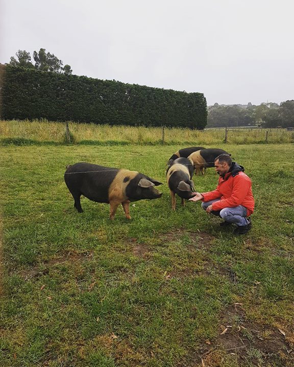 Part 2 - playing with piglets 😉