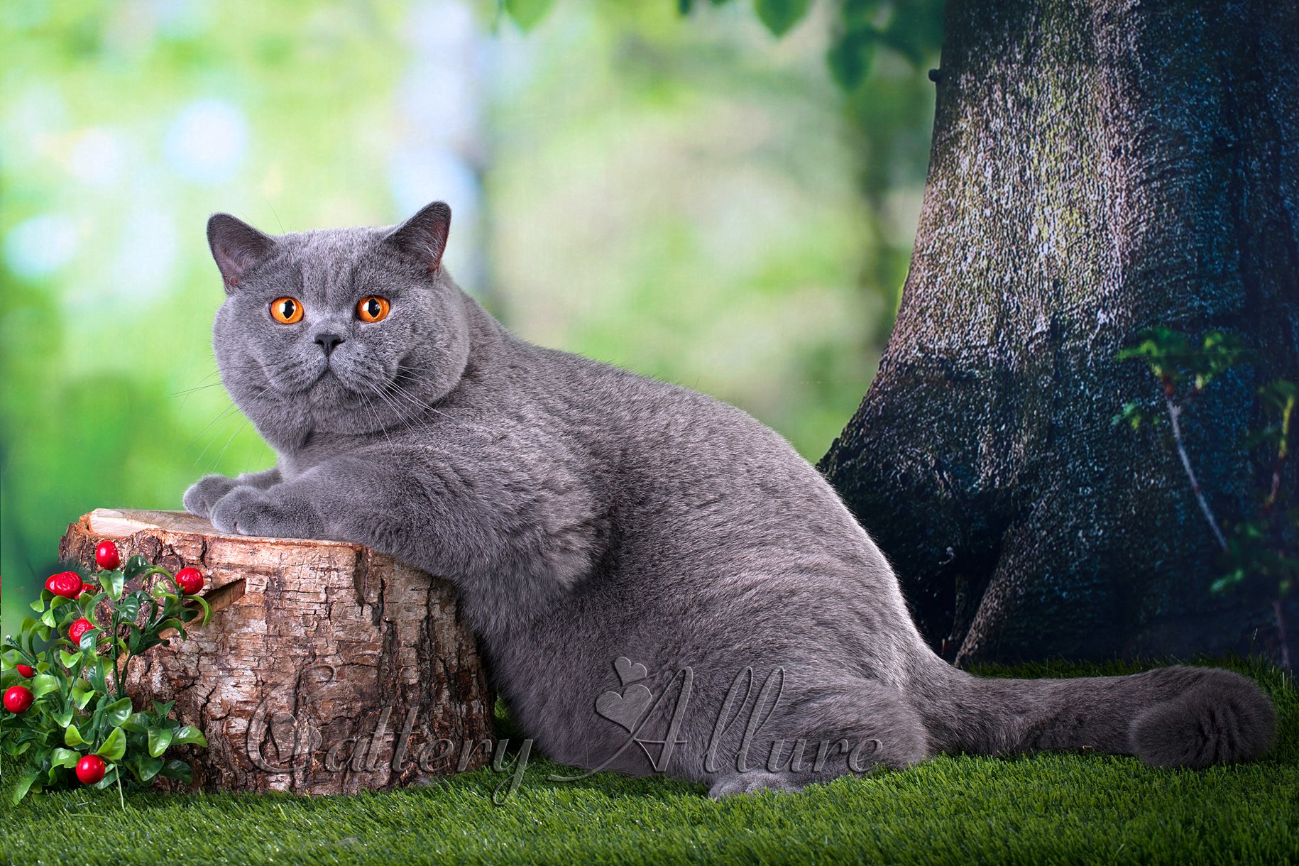 Британская. Британская короткошерстная кошка кот. Голубой британец кот. Кошка серый британец. Кошка британка.