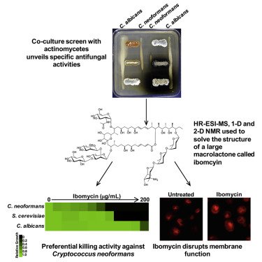 Ibomycin, it's not just a good looker, does cool stuff as well! From <a href="/NM_Robbins/">Nicole Robbins</a>, @gerryiidr &amp;@McMasterIIDR ow.ly/IuTB306pUH2