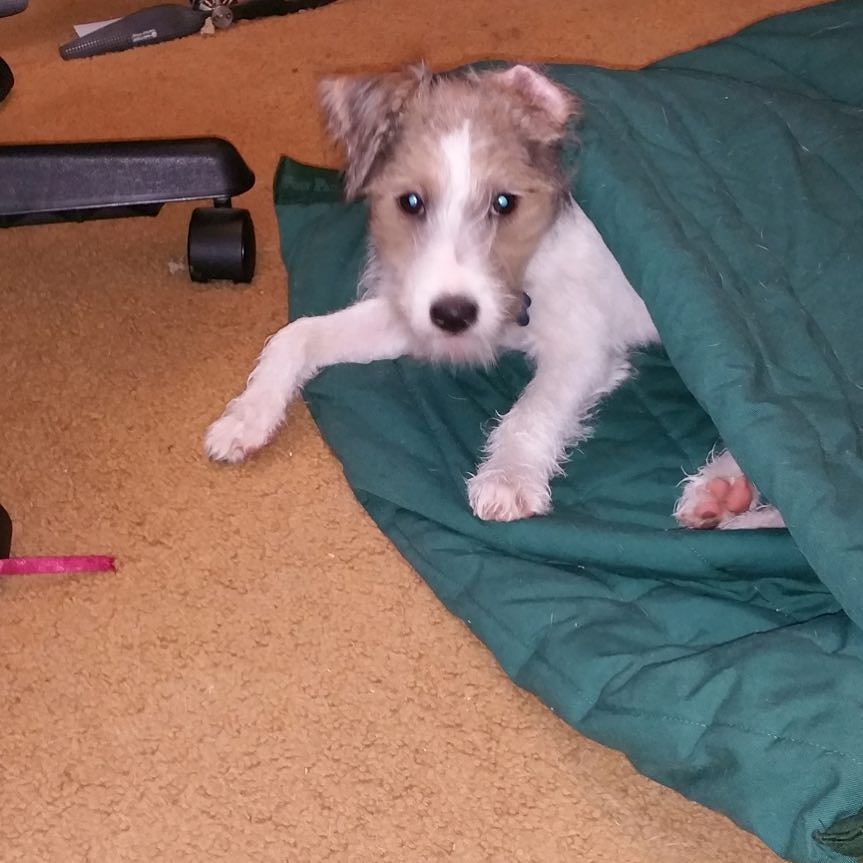 LesKnits's tweet photo. Good morning, world. #Keepergram #parsonrussellterrier #foxwarrenterriers #heartsongshaven… https://t.co/S75vNR6cSH https://t.co/8gs46fXYSR