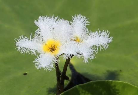 みくる ミクリというのは花の名前で 花言葉は 恋の痛み みくりさんのまんまですね 逃げ恥 T Co Xoot3pv95c Twitter