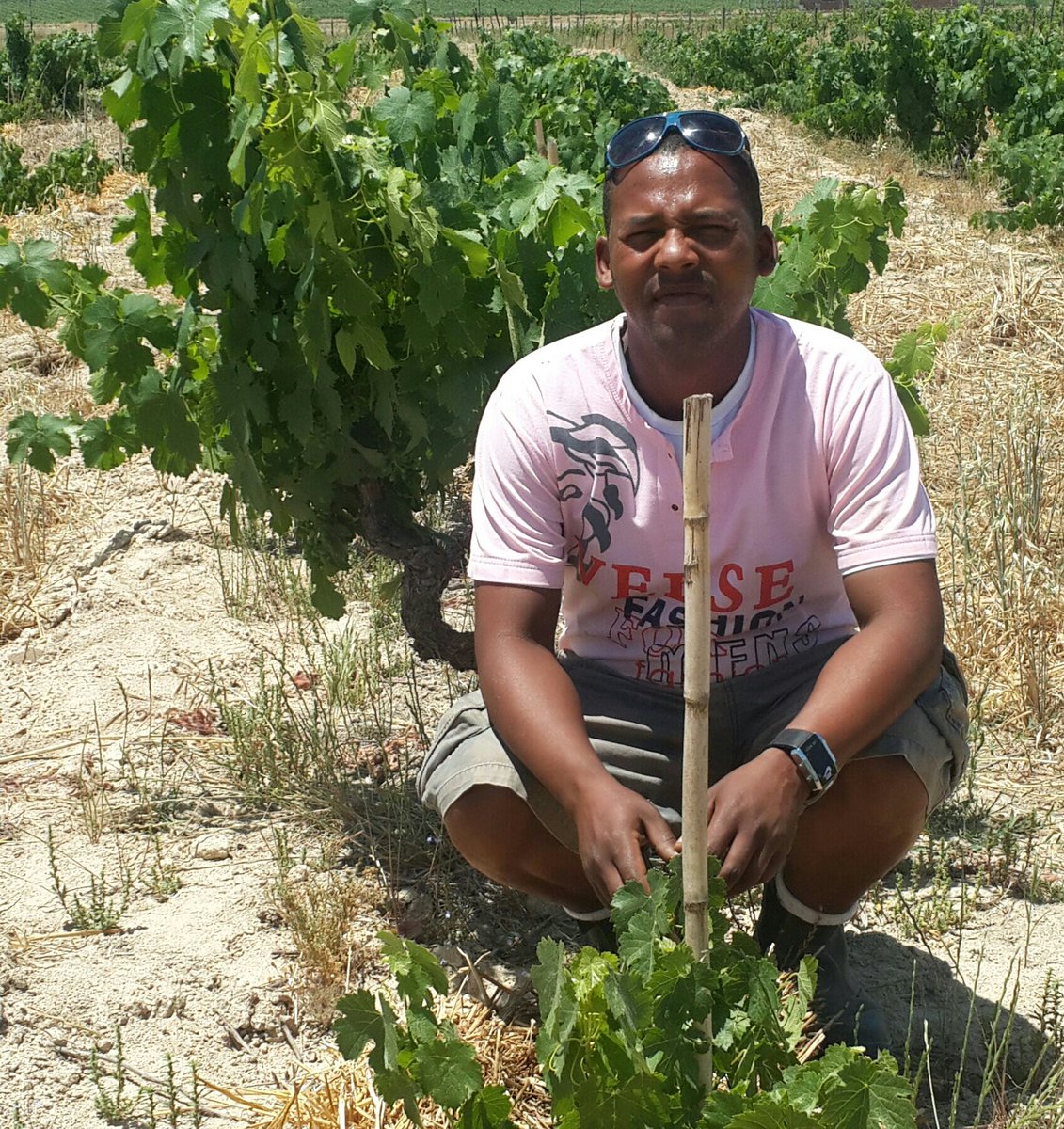 Sakkie Kok en Ster Malan saved this 116 year old Cinsaut block. Detailed pruning, interplanting and tender care. Thank you!