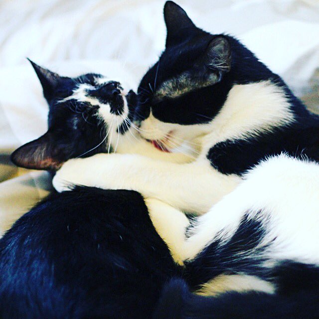 sydneycatcafe's tweet photo. It's #Mewsday so be sure to cuddle a fur-end! https://t.co/ZPSeErMIAl