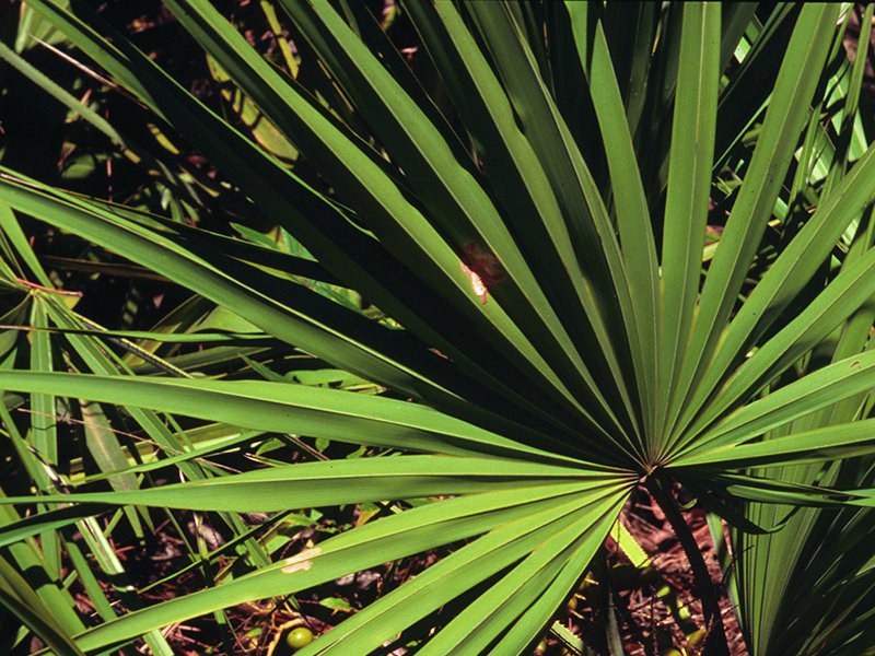 well4everclinic's tweet photo. #Herb of the month: #SawPalmetto in support of #Movember https://t.co/WfTck5bgNQ https://t.co/q0oLMyRcrb