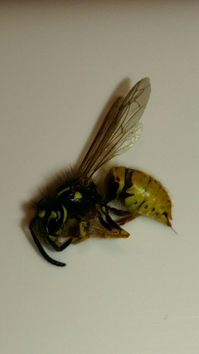 deadbugPCL's tweet image. wasp and its painful stinger.