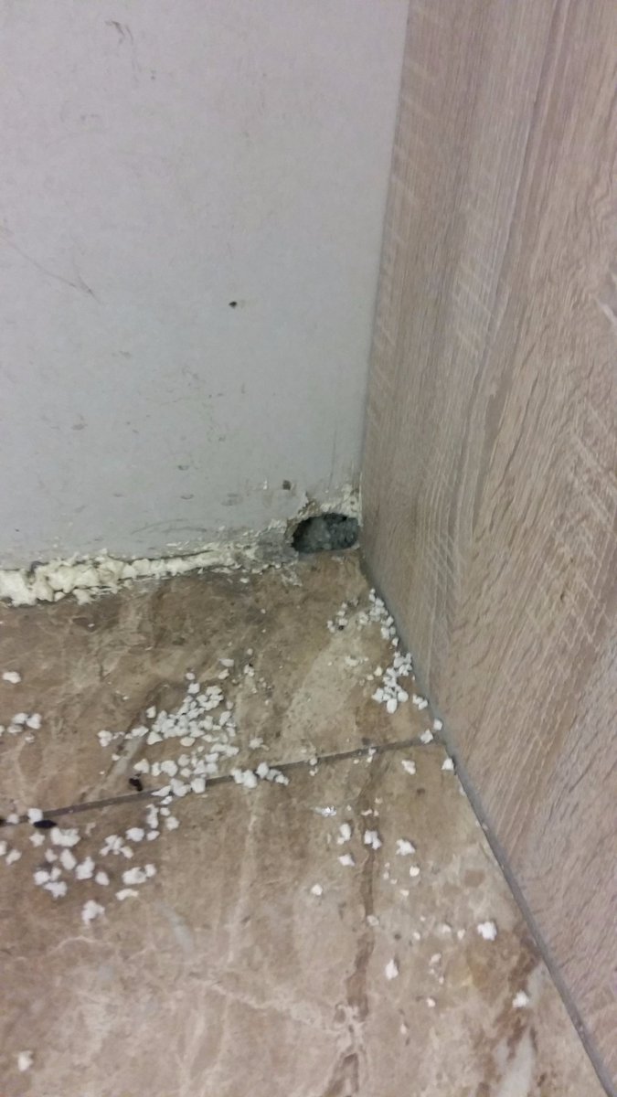 deadbugPCL's tweet image. rats can chew through almost anything.