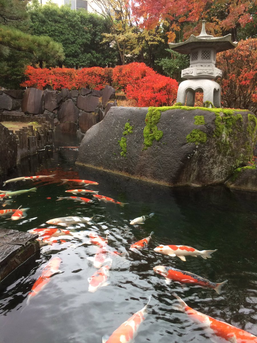 近藤 守 V Twitter 錦鯉の発祥の地と言われている新潟の小千谷市で錦鯉をスケッチ 迫力と綺麗さにビックリ これで いい絵が描けるはず ノ 錦鯉 小千谷 新潟 スケッチ スケッチ旅行 錦鯉の里 絵 近藤 守 V Twitter 錦鯉の発祥の地と言われている新潟の小千谷市で錦鯉をスケッチ 迫力と綺麗さにビックリ これで いい絵が描けるはず ノ 錦鯉 小千谷 新潟 スケッチ スケッチ旅行 錦鯉の里 絵
