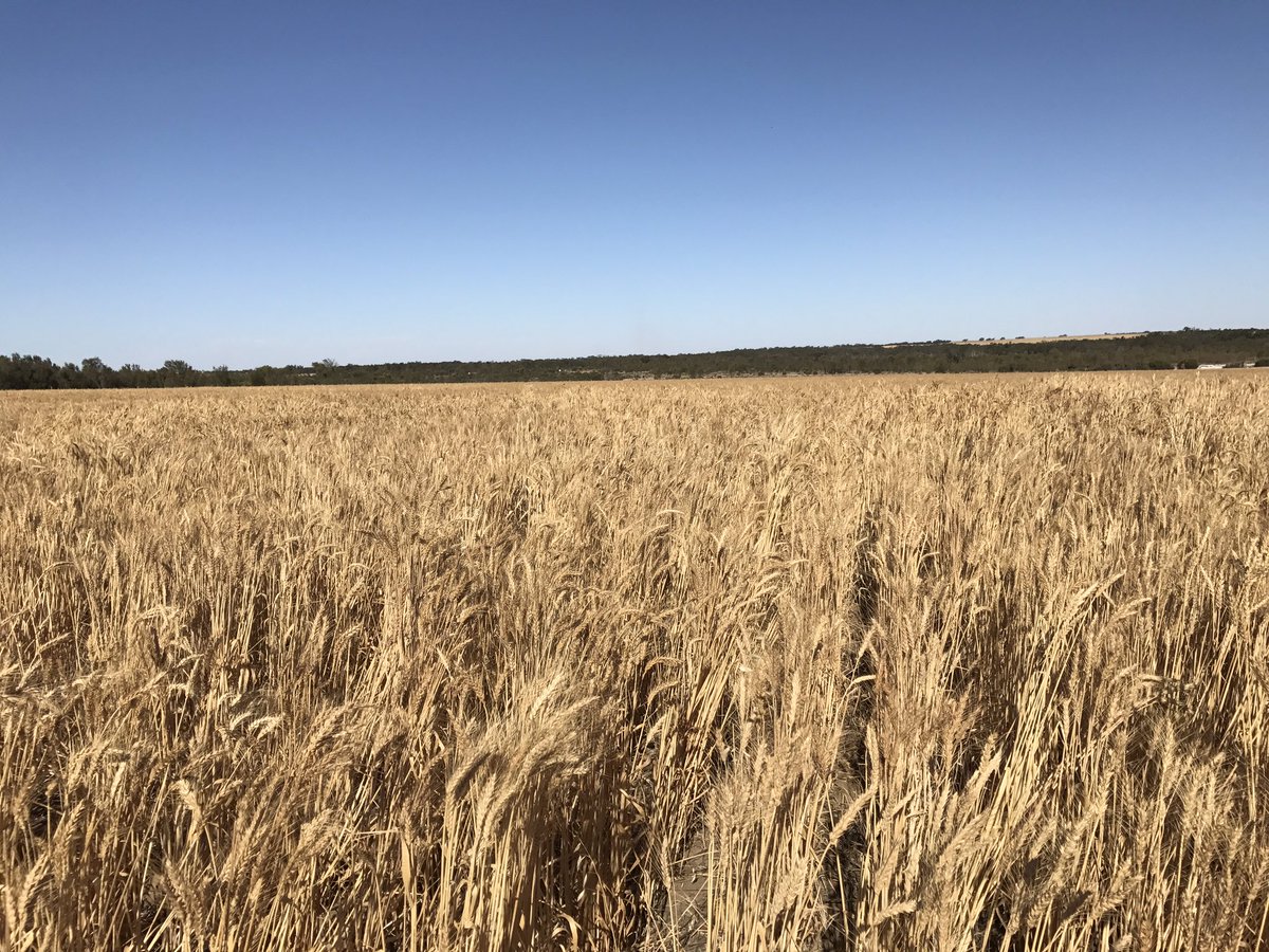 MelGarcia_AUS's tweet photo. Harvesting some of the wheat NAM lines in WA. #wheat #wheathub @arc_gov_au @theGRDC @InterGrain1 @waiteresearch https://t.co/6gf57rjuiR