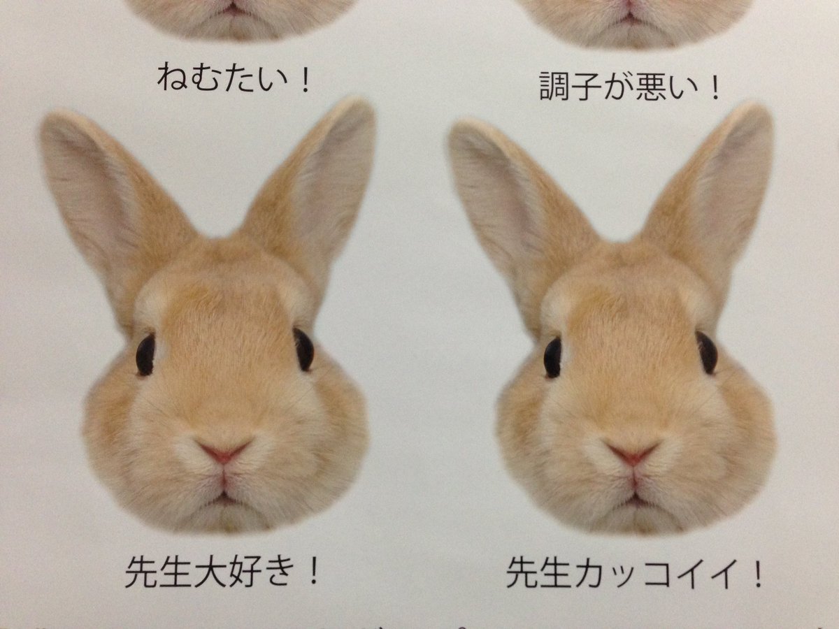動物病院でもらった来年のカレンダーがウサギ愛の溢れた斜め上のデザイン Togetter