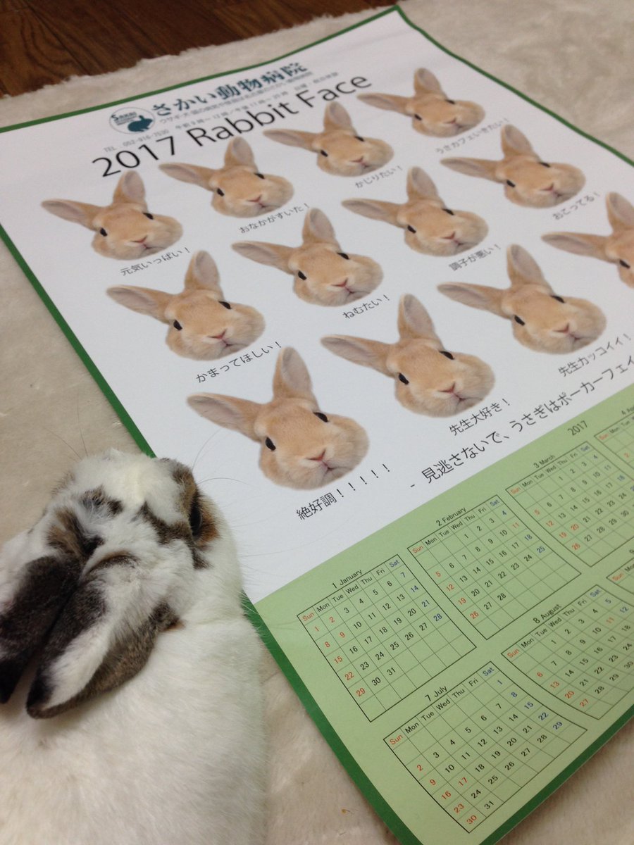 動物病院でもらった来年のカレンダーが斜め上のデザインでウチのウサギも動揺してる。 院長先生のウサギ愛溢れすぎ。 うさぎ ウサギ うさぎ好きさんと繋がり