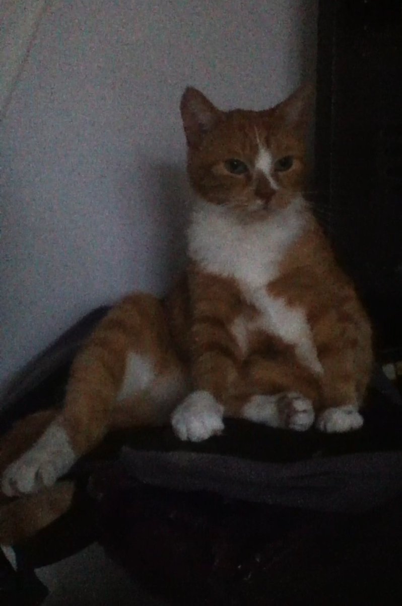 tigerandsquid's tweet photo. @x_Mataeus_x Hey Matthew, I hope you're ok! 
I still miss my Nani too every time I see the game :(
Jasper was a lucky pudding to have you <3 https://t.co/voei457nge