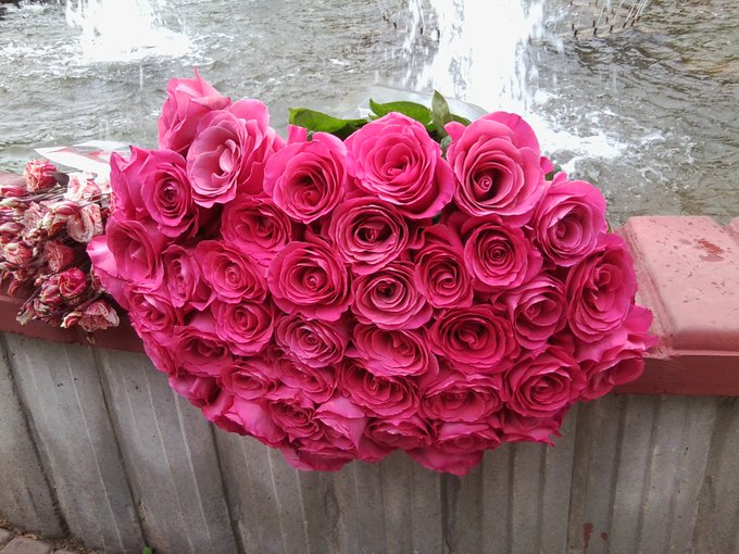 Roses r my fav flowers) My gift to young wife) @ivanawowgirls https://t.co/vmnIVnGKuy<a href="/tag/wowgirls"class="tags"><span>#wowgirls</span></a>