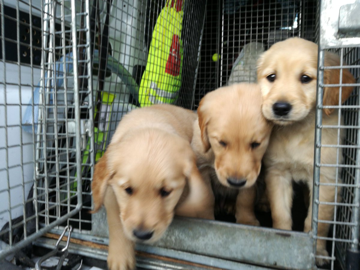 SteveIGDB's tweet photo. Going to be on @kfmradio today around 2pm with puppy Oisin talking about our puppy walking programme &amp; how to get involved https://t.co/ZrfYIB31IX