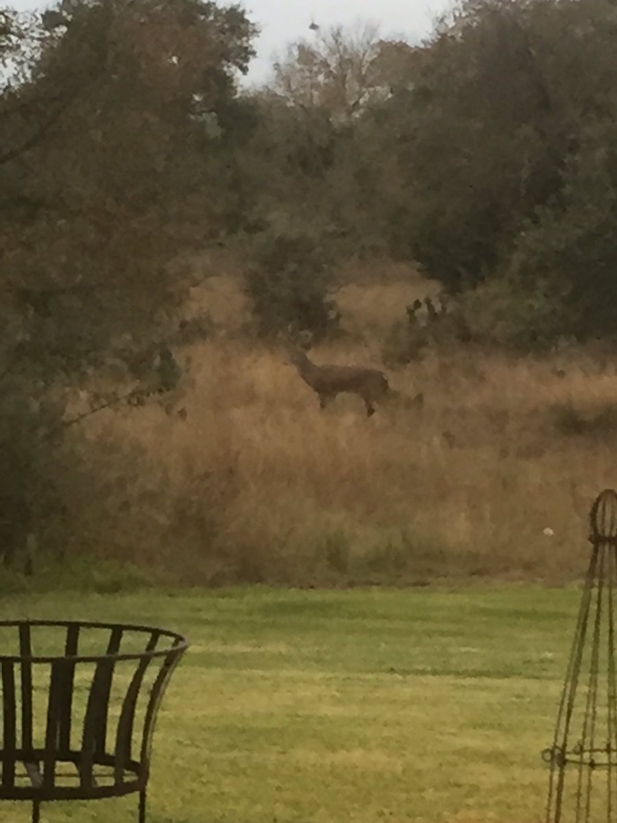 DPFootballAgent's tweet photo. This big fella was cruisin' thru the back yard this morning. #10pointbuck https://t.co/9hhWGoViRu