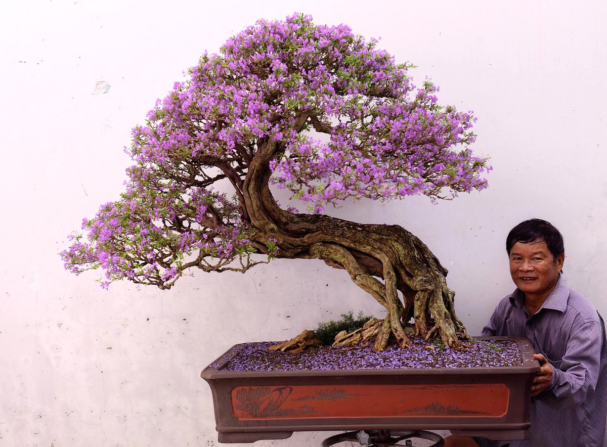 Big Bonsai tree with wondeful purple flowers, perhaps a Jacaranda? Photo by  Thang Tran. #bonsai #bonsaitree