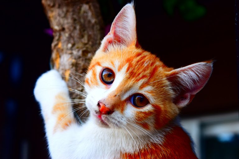 ismypetsafe's tweet photo. #NJ wants to #ban the #declawing of #cats. Will there be unintended consequences?  https://t.co/4N2tPX63Z7 https://t.co/WV9uv8h524