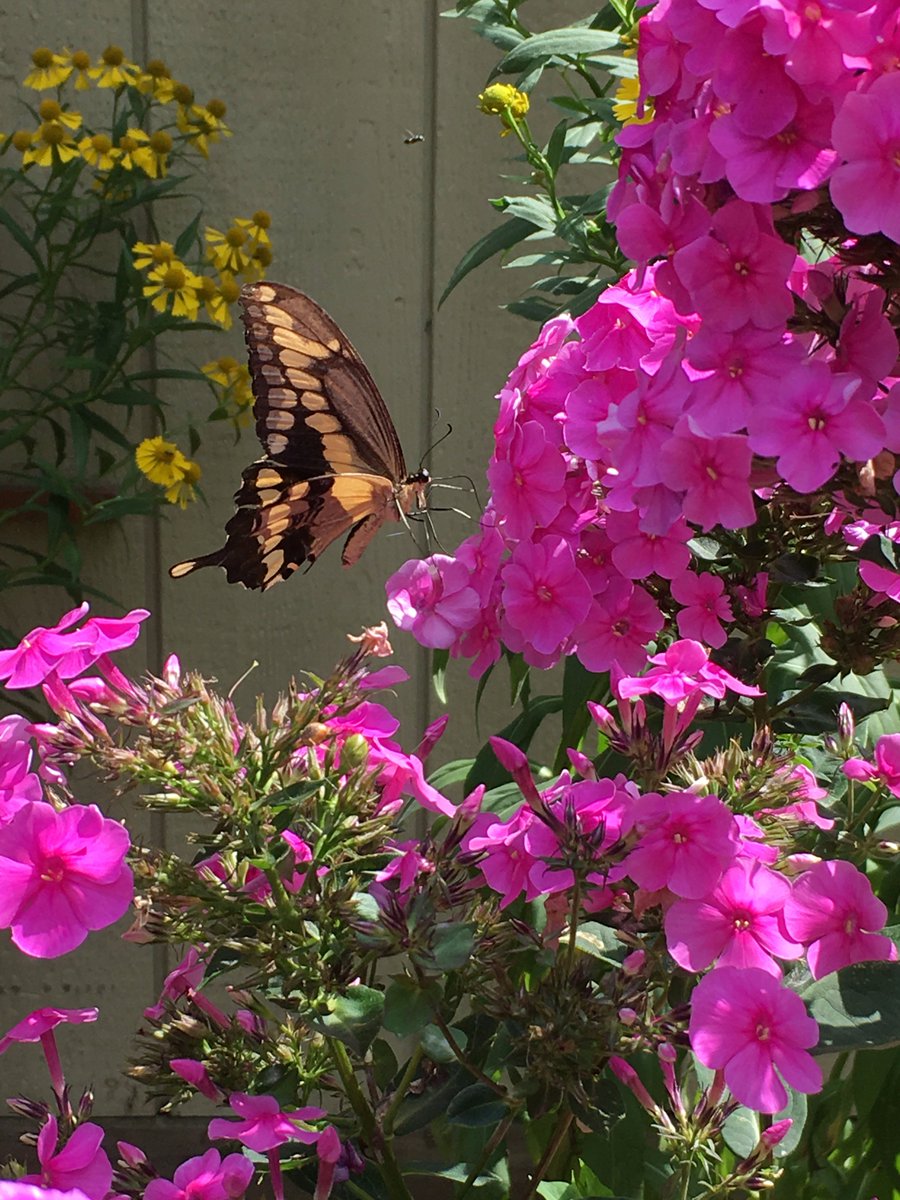 BugHavenBlog's tweet image. Summer Memories: This looks like a Giant Swallowtail (Papilio cresphontes) that visited my garden phlox in upstate NY this summer!